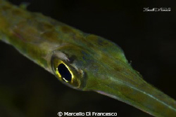 on my eye ... by Marcello Di Francesco 